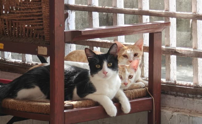 Thumbnail: blacky_boney_tangy.jpg