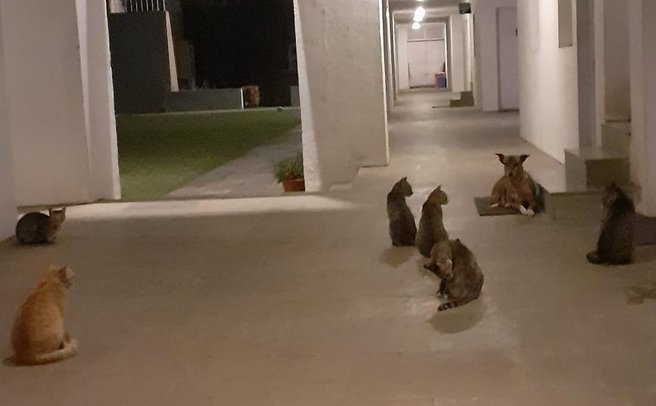 Thumbnail: cats_assembly.jpg