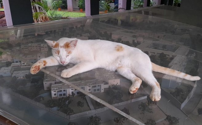 Thumbnail: ruler_of_iucaa.jpg