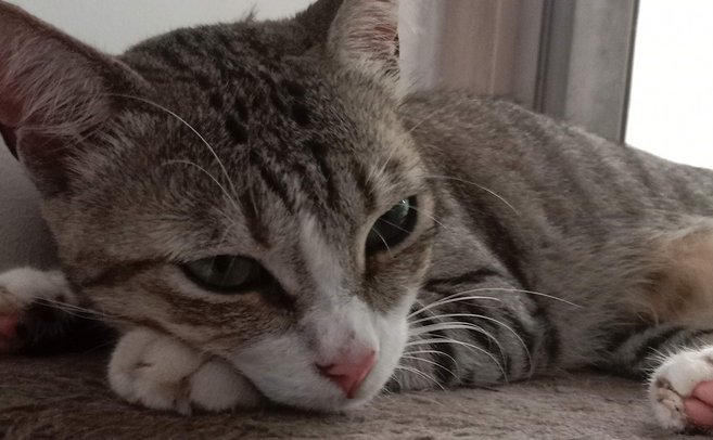 Thumbnail: spaxel_closeup.jpg