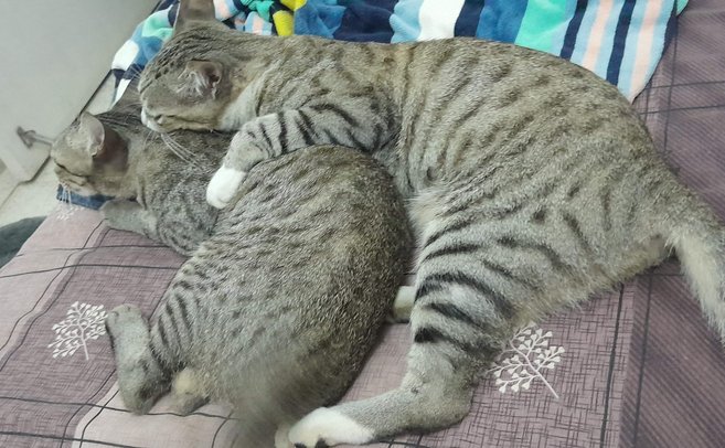 Thumbnail: spaxel_voxel_cuddle.jpg