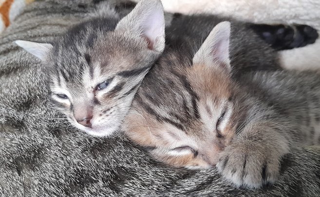 Thumbnail: sphix_x_babies.jpg