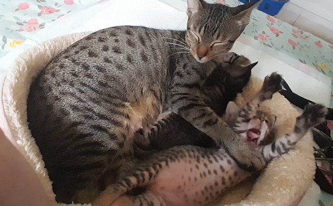 Thumbnail: voxel_sphinx.jpg