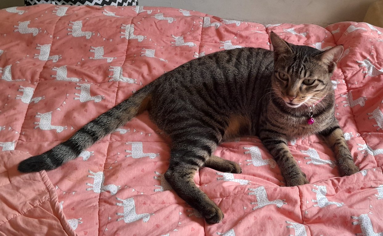 Image: X_collar1.jpg