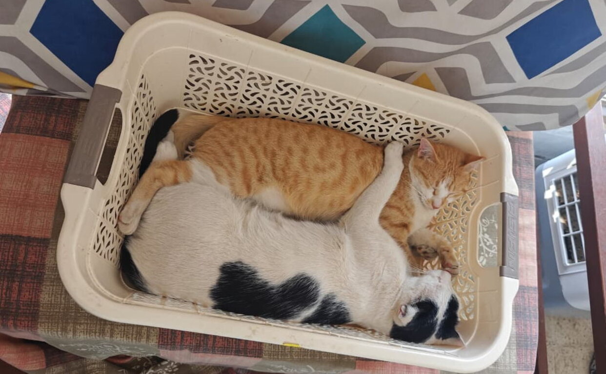 Image: blacky_tangy_basket.jpg