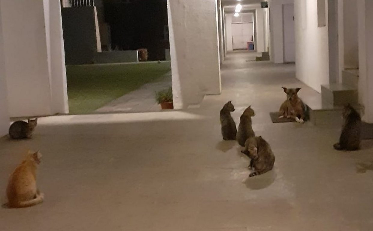 Image: cats_assembly.jpg