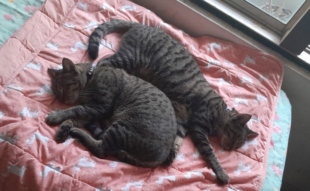 Image: naptime_voxel_x.jpg