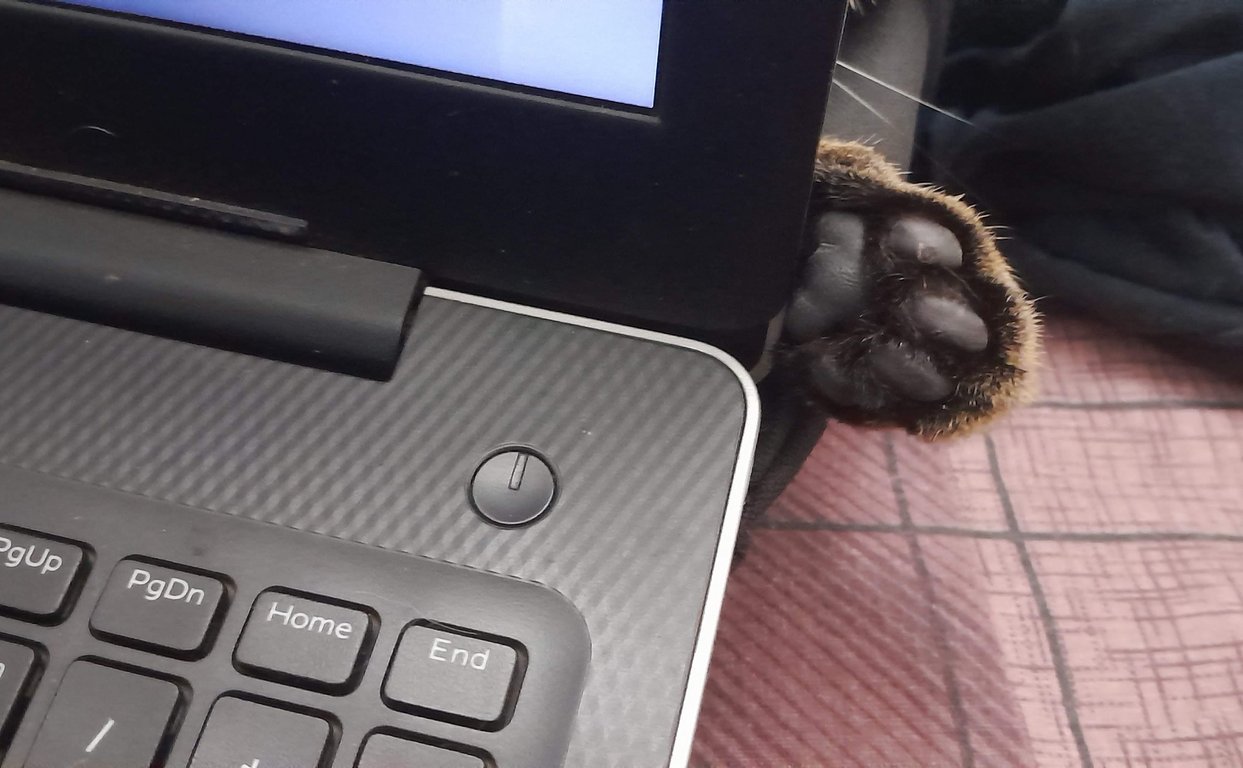 Image: paw.jpg