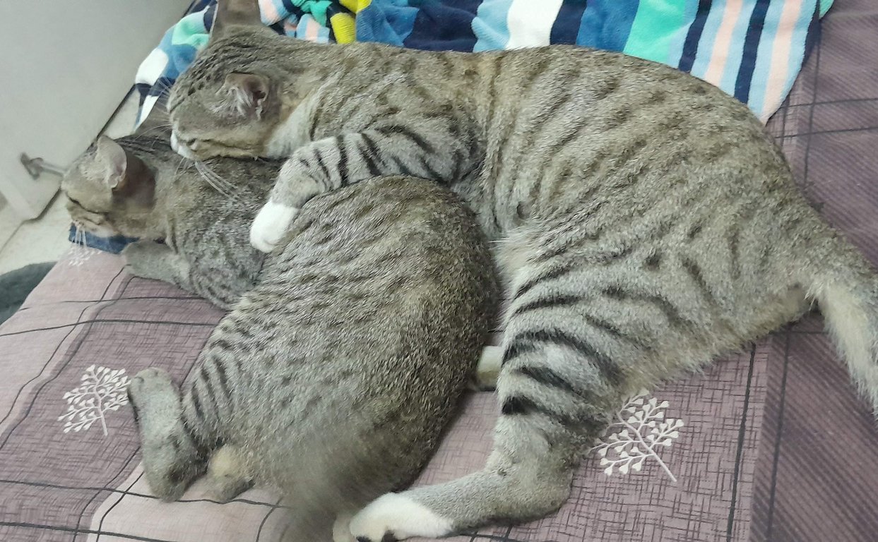 Image: spaxel_voxel_cuddle.jpg