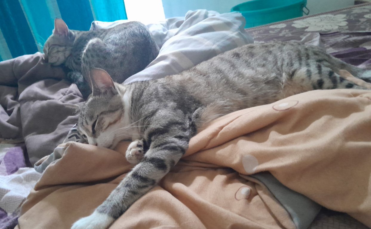 Image: spaxel_voxel_naptime.jpg