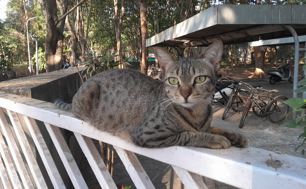 Image: voxel_gate.jpg