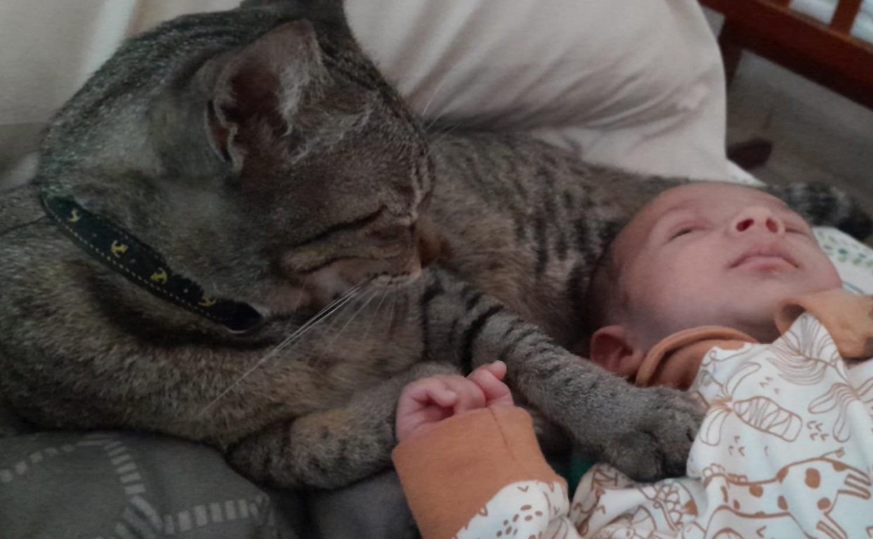 Image: voxel_hamilton.jpg