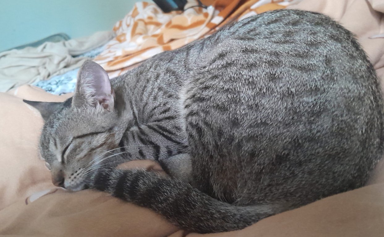 Image: voxel_naptime.jpg