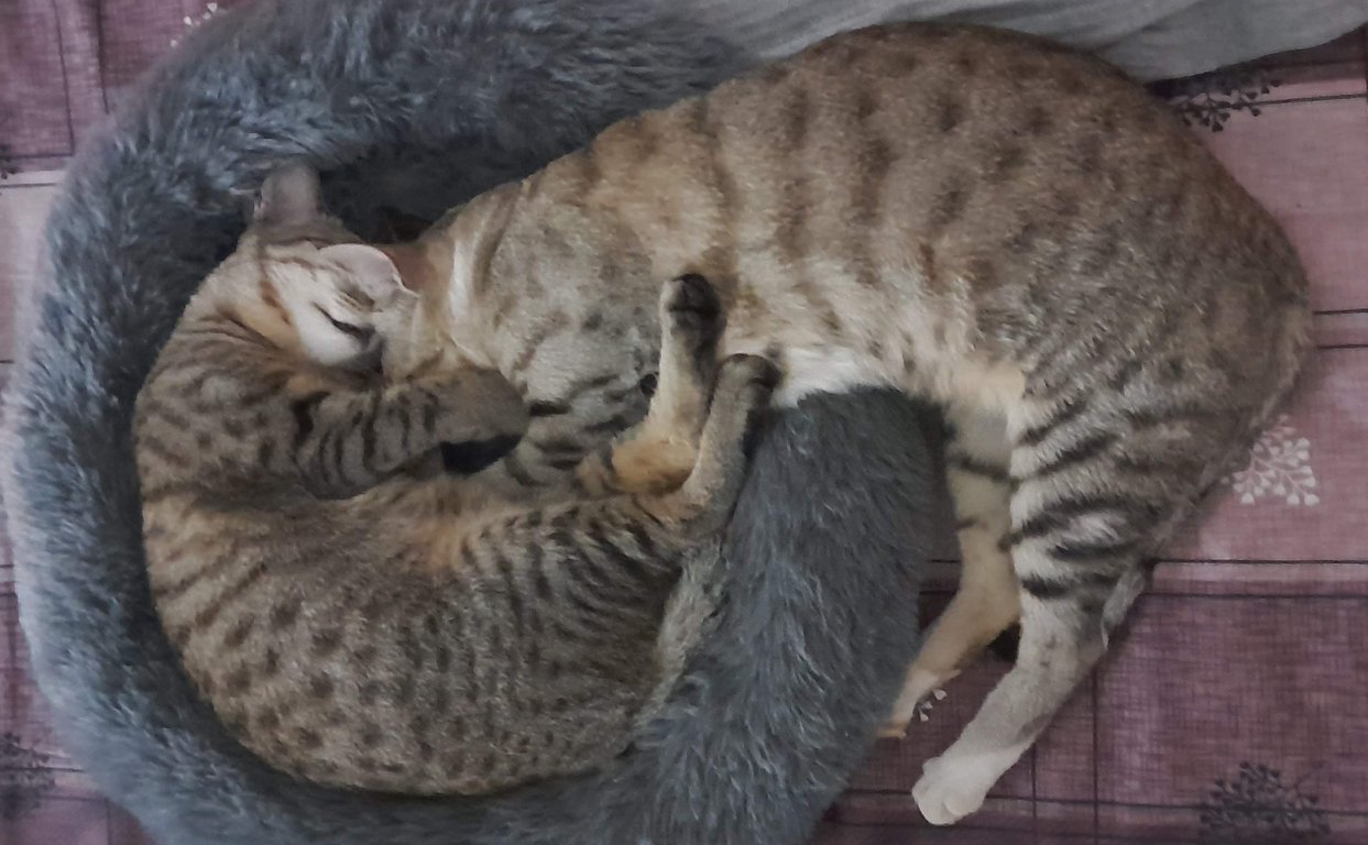 Image: voxel_spaxel.jpg