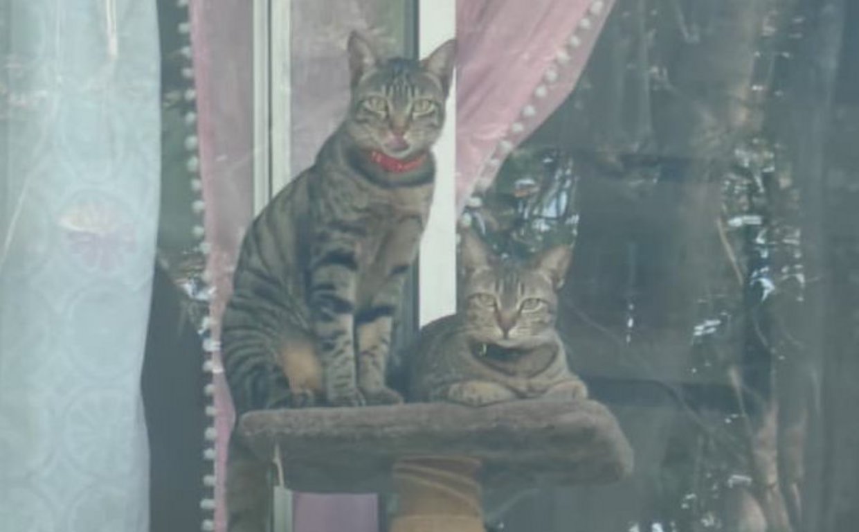 Image: voxel_x_balcony.jpg