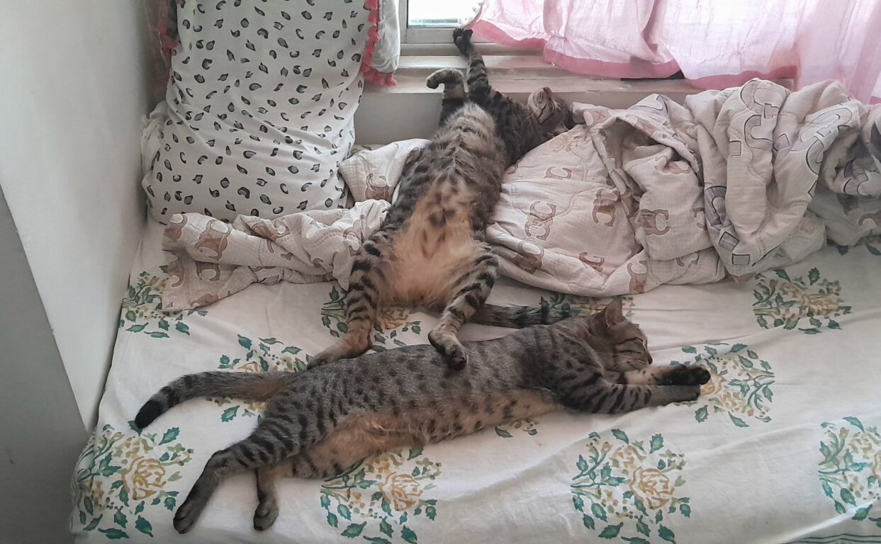 Image: voxel_x_in_bed.jpg